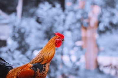 Close-up of rooster