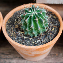 High angle view of potted cactus plant