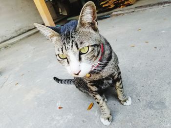 High angle portrait of tabby cat