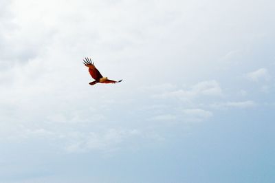 Low angle view of bird flying against sky