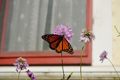 Close-up of butterfly pollinating on purple flower