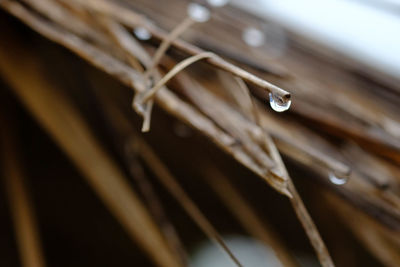 Close-up of water drops on wood