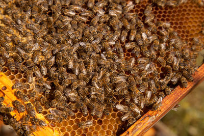 Close-up of bee on wood