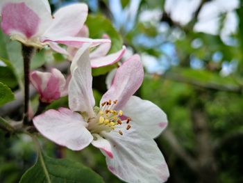 Close-up of pink flowering plant