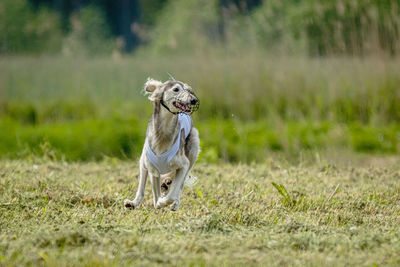 Saluki dog lifted off the ground during the dog racing competition running straight into camera