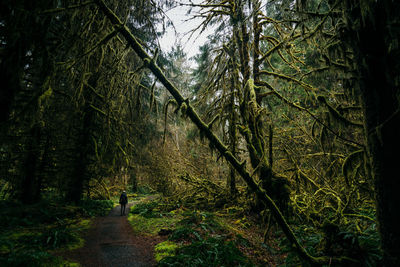 Rear view of woman walking by trees growing in forest