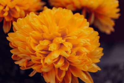 Close-up of yellow marigold flower