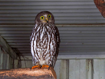 Portrait of owl perching on wood