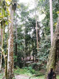 Trees in forest