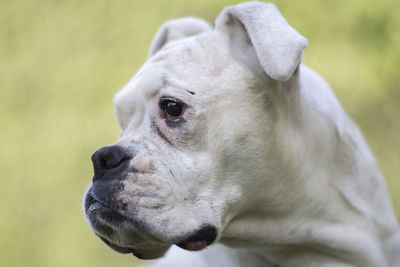 Close-up of a dog looking away