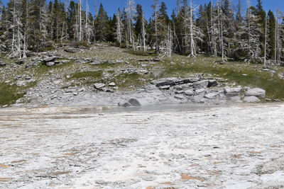 Snow covered beauty pool at yellowstone national park against trees