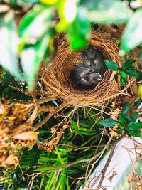 High angle view of birds in nest