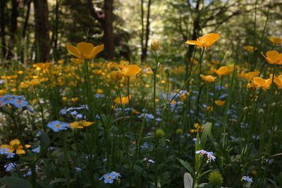 Close-up of yellow flowering plants on field