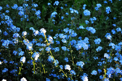 Close-up of lavender flowers on field