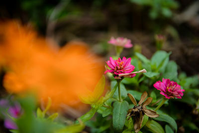 Close-up of pink flowering plant