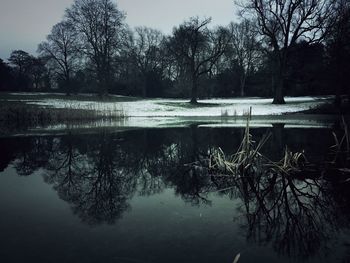Reflection of trees in water