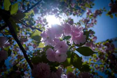 Close-up of pink cherry blossoms in spring