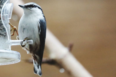 Close-up of bird perching on a feeder