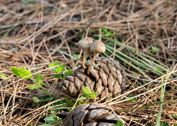 Close-up of pine cone on field