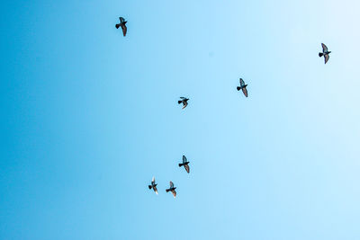 Low angle view of birds flying in sky