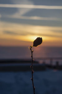 Close-up of silhouette plant against sea at sunset