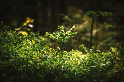 Blueberry bushes