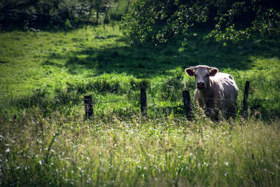 Cow standing on grassy field