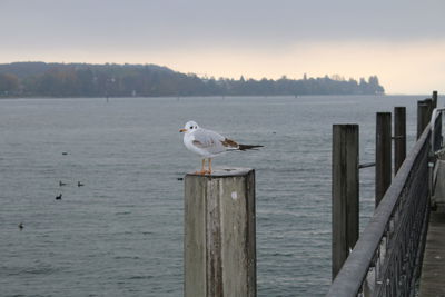 Seagulls perching on wooden post in sea against sky