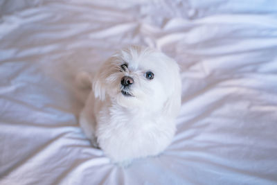 High angle view of dog on bed