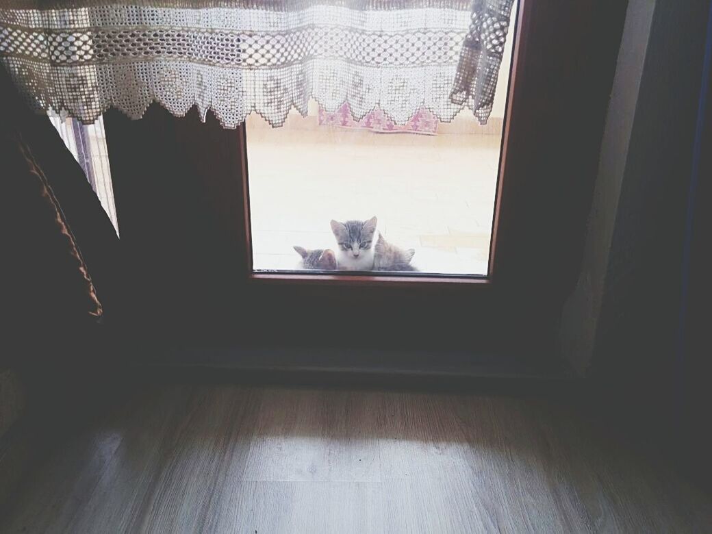 VIEW OF A CAT HIDING ON WINDOW SILL