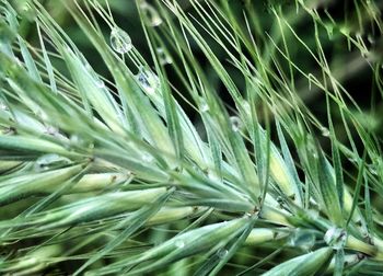 Full frame shot of plants