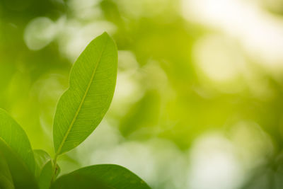 Close-up of green leaves