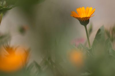 Close-up of flower against blurred background