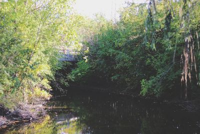 Scenic view of river in forest