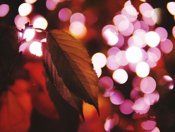 Close-up of illuminated plant at night