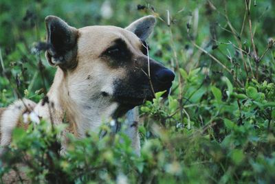 Dog looking away