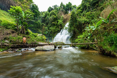 Scenic view of river amidst trees in forest