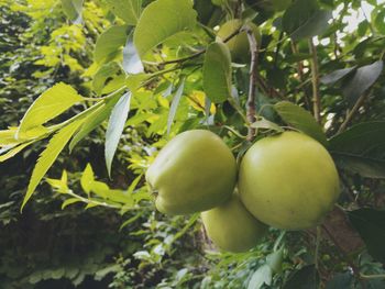 Close-up of fruits on tree