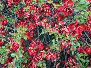 Full frame shot of red berries