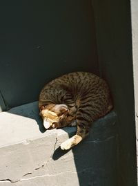 Cat resting on wall