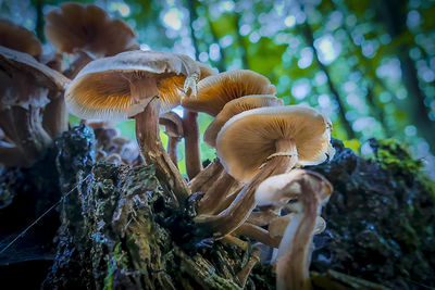 Close-up of mushroom on tree in forest