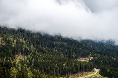 Scenic view of pine trees against sky