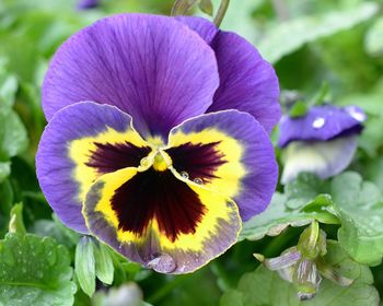 Close-up of purple flower