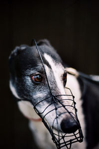 Close-up portrait of dog against black background