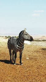 Zebra crossing on field