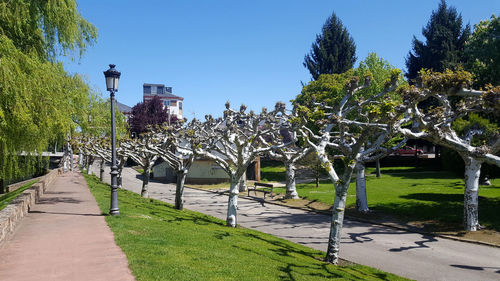 Footpath amidst trees against clear sky