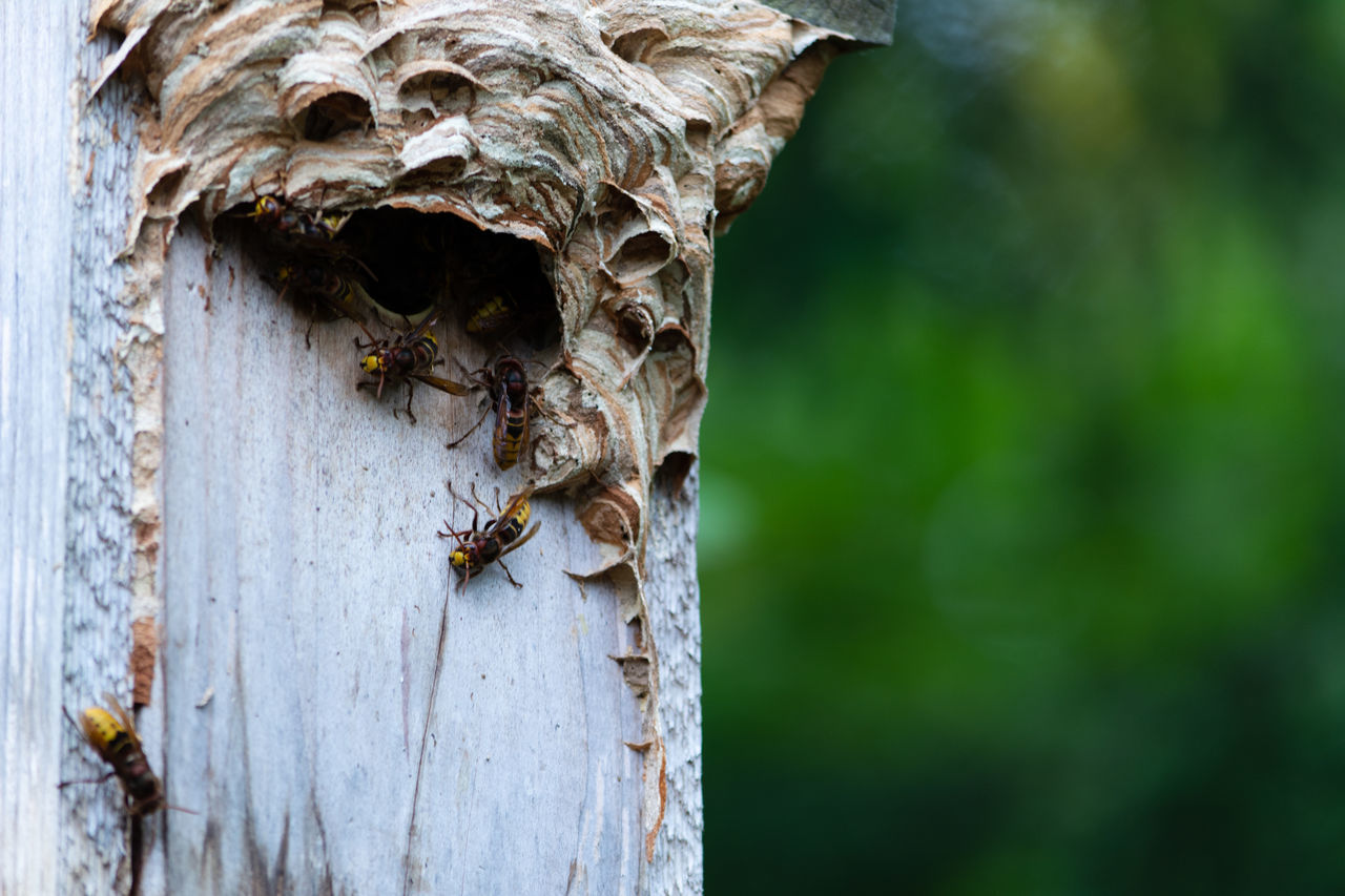 CLOSE-UP OF BEES ON A TREE