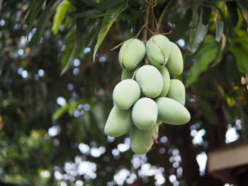 Low angle view of berries growing on tree