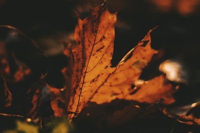 Close-up of dry maple leaves against blurred background