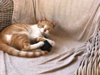 Portrait of kitten lying on bed